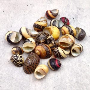 Zigzag Nerite Seashells Yellow Brown Red Neritina Communis (Approx. 15 shells 0.5+ inches) Brown Striped Zig Zag Nerite Shells for crafting!