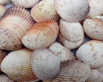 May include: A collection of various seashells, showcasing a range of colors from cream and tan to reddish-brown. The shells have a ribbed texture and are arranged closely together, creating a natural, organic pattern. Ideal for beach-themed decor or crafts.