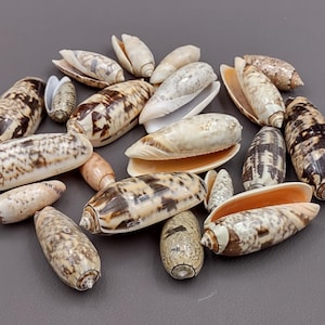Olive Seashell Light Assortment Agaronia Gibbosa (Approx. half cup 20+ shells 1-1.5+ inches) Light Olive Shells for arts crafts & display!
