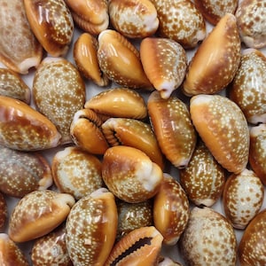 Honey Cowrie Seashells Polished Naria Helvola (10 shells approx. 0.5+ inches) Small Orange Tan White Dot Cowry Shells for crafts & jewelry!
