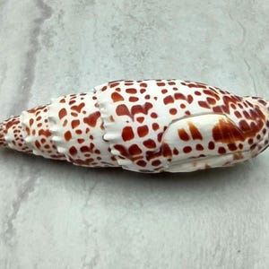 May include: A white and brown seashell with a speckled pattern. The shell has a long, conical shape with a pointed end. The shell's surface is covered in reddish-brown spots.