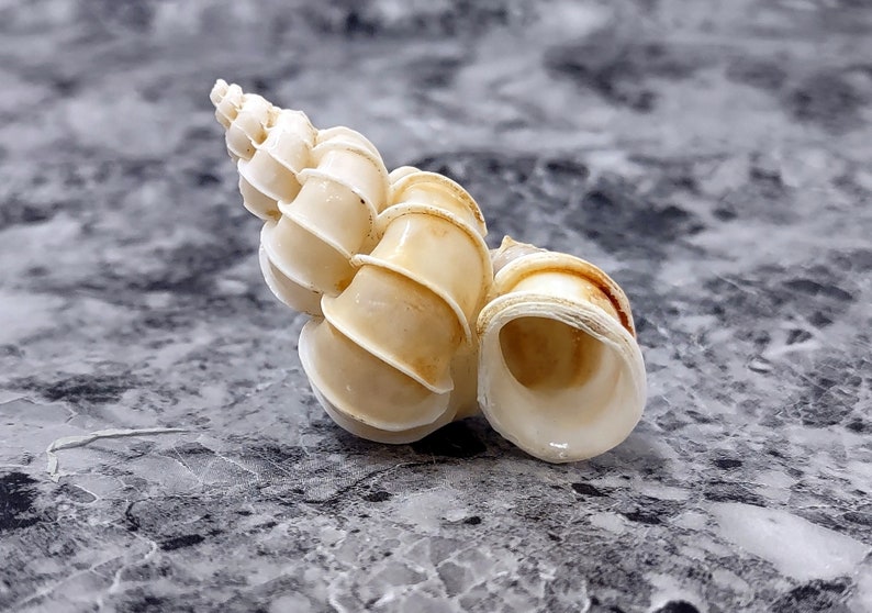 Precious Wentletrap Seashell - Epitonium Scalare - (1 shell approx. 1.5-2 inches).. One spiral shell with unique defining features. Copyright 2022 SeaShellSupply.com.