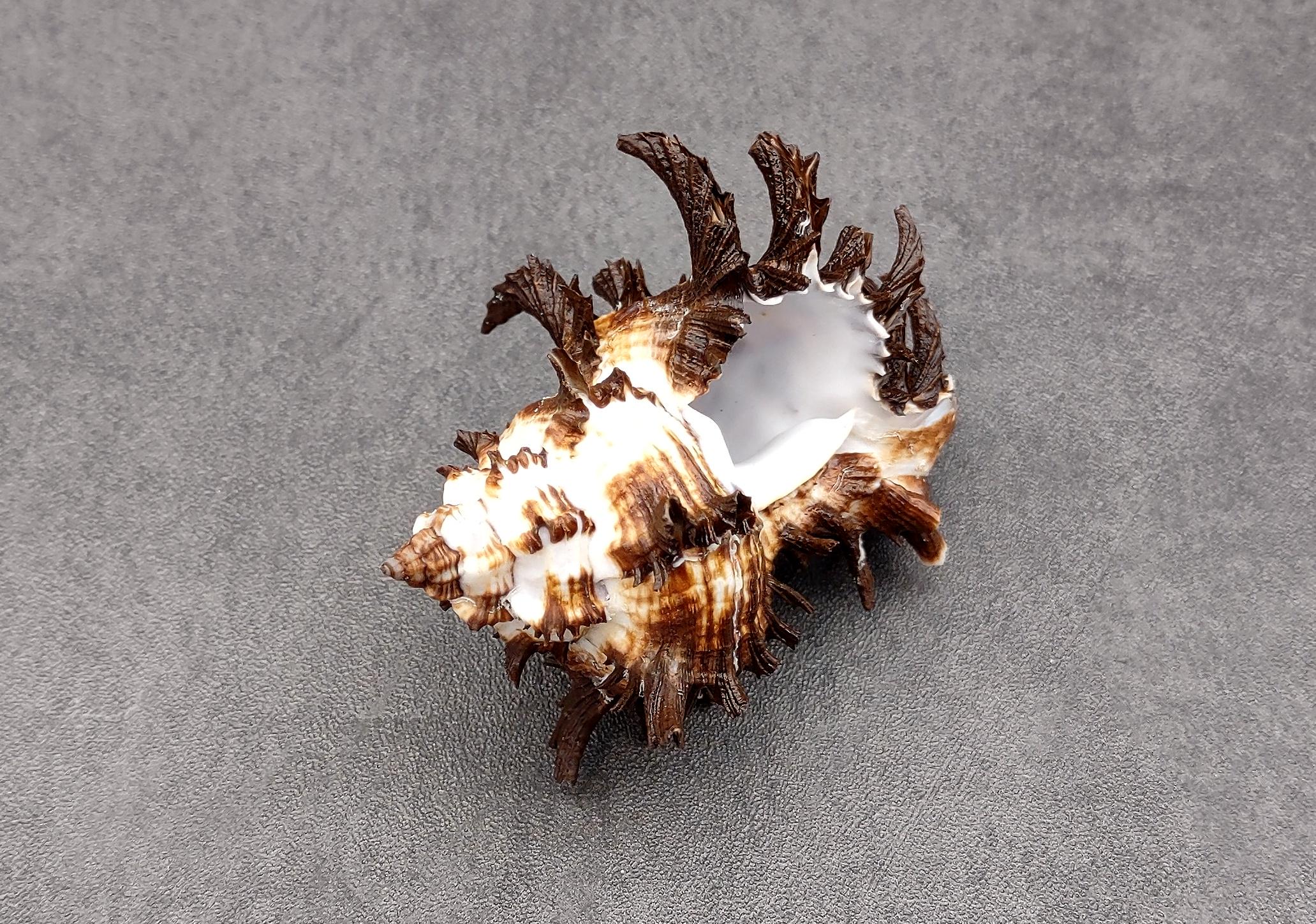 Endive Murex Seashell White and Brown Hexaplex Cichoreum (1 Shell
