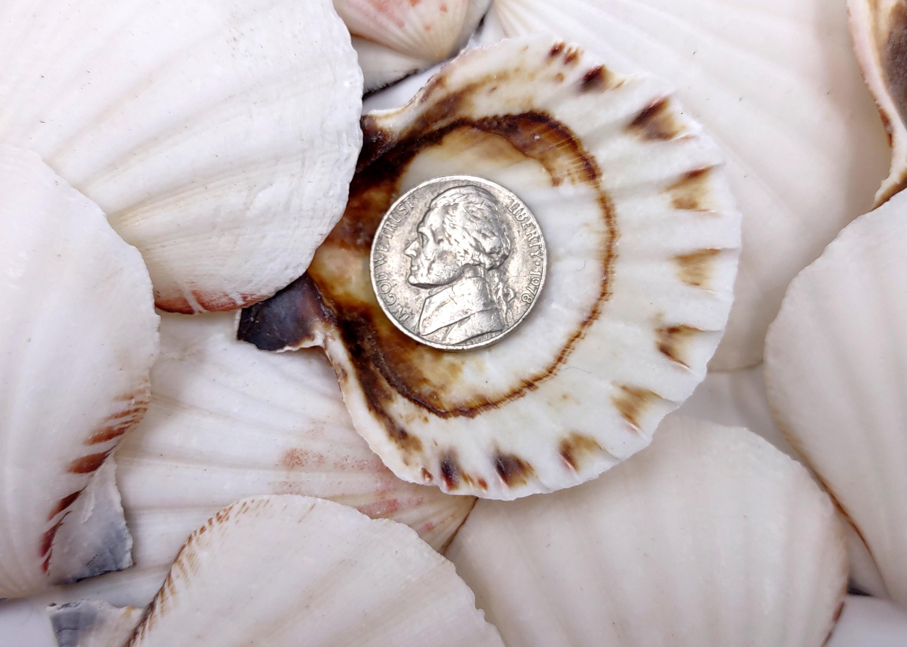 Small Distant Scallop Seashells Bractechlamys Vexillum (10 Shells ...