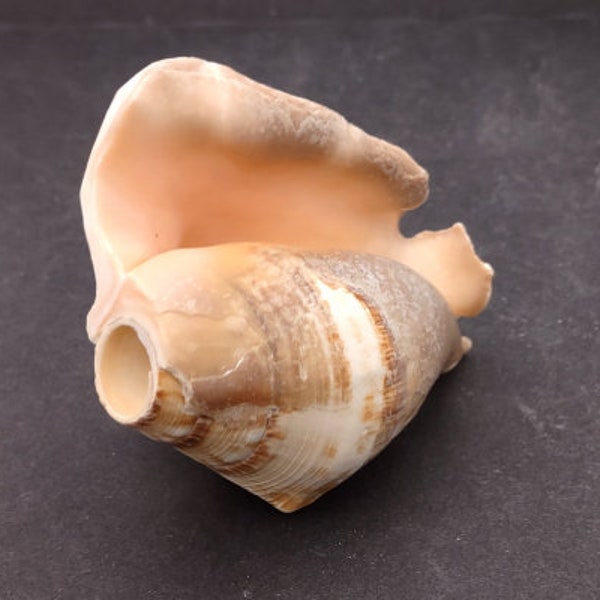 Lambis Trumpet Horn Seashell Instrument (1 shell approx. 5+ inches) Adorable shells for any coastal collection or display!