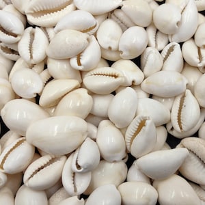 May include: A large collection of small, smooth, off-white cowrie shells. Each shell features a characteristic oval shape with a glossy finish and a central, elongated opening lined with fine, tooth-like ridges along the inner edges.