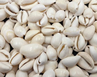 White Cowrie Seashells Bulk Cypraea Annulus (Approx. half cup +/-40 shells 0.5+ inches) White Top Cowry Shells for ocean crafts & jewelry!