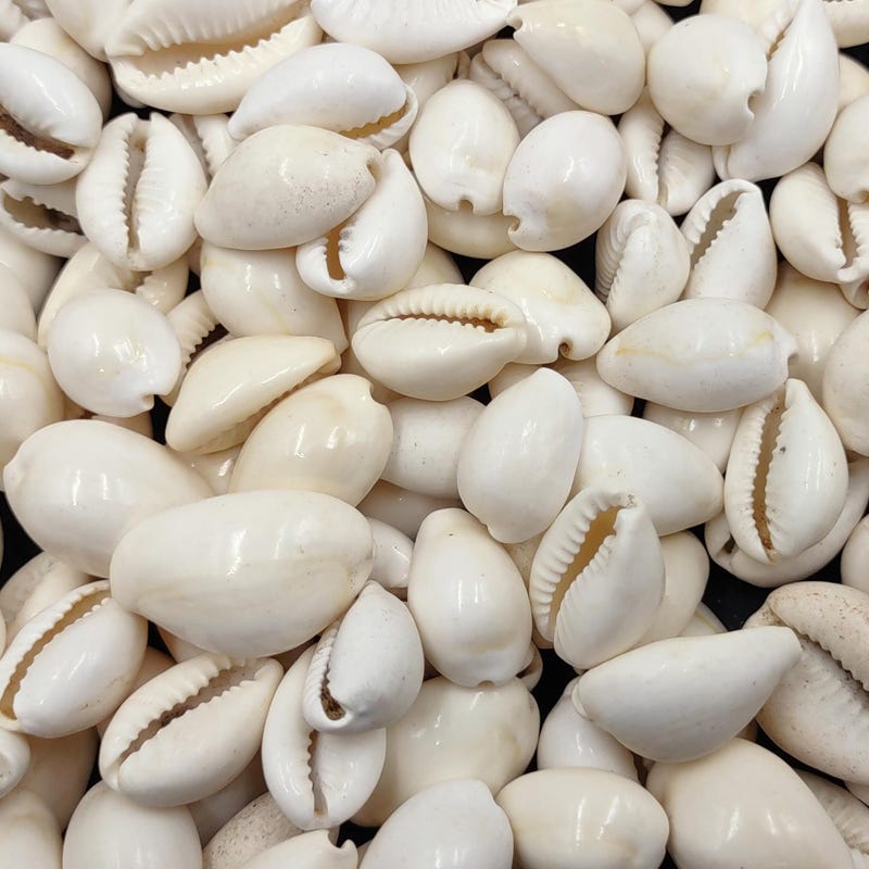Cowry Shells White - Etsy