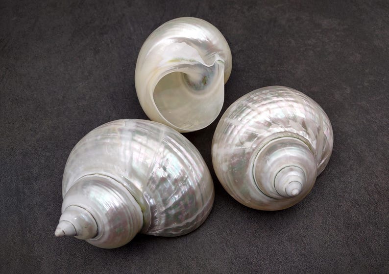 Pearlized Jade Turbo Shell Turbo Burgessi (1 Shell Approx. 3.5+ Inches ...