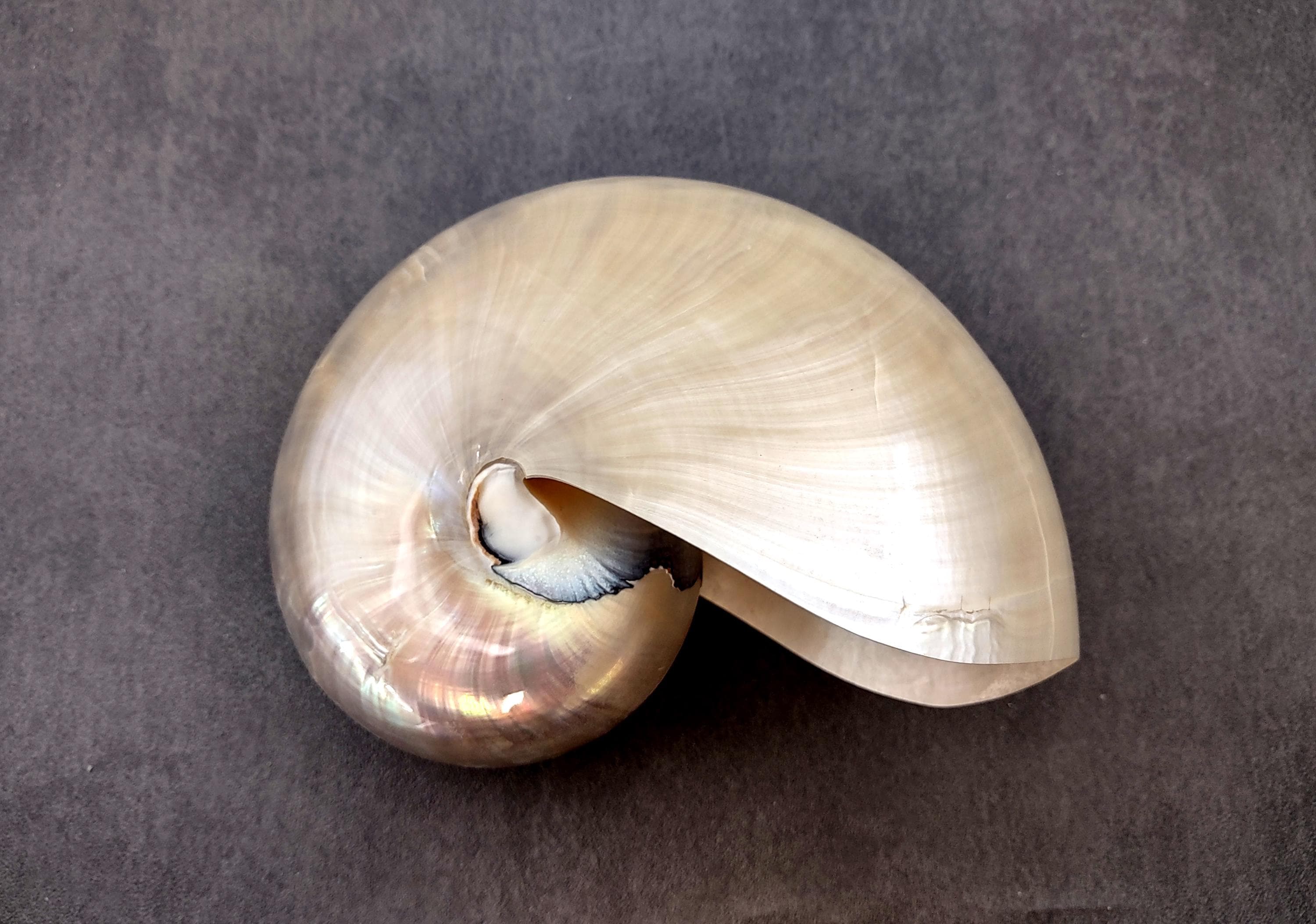 Pearl Nautilus Shell - Etsy