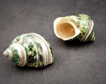 Green Silver Mouth Turbo Seashells with Pearlized Stripe Turbo Argyrostoma (2 shells approx. 2.25+ inches) For hermit crabs & display!