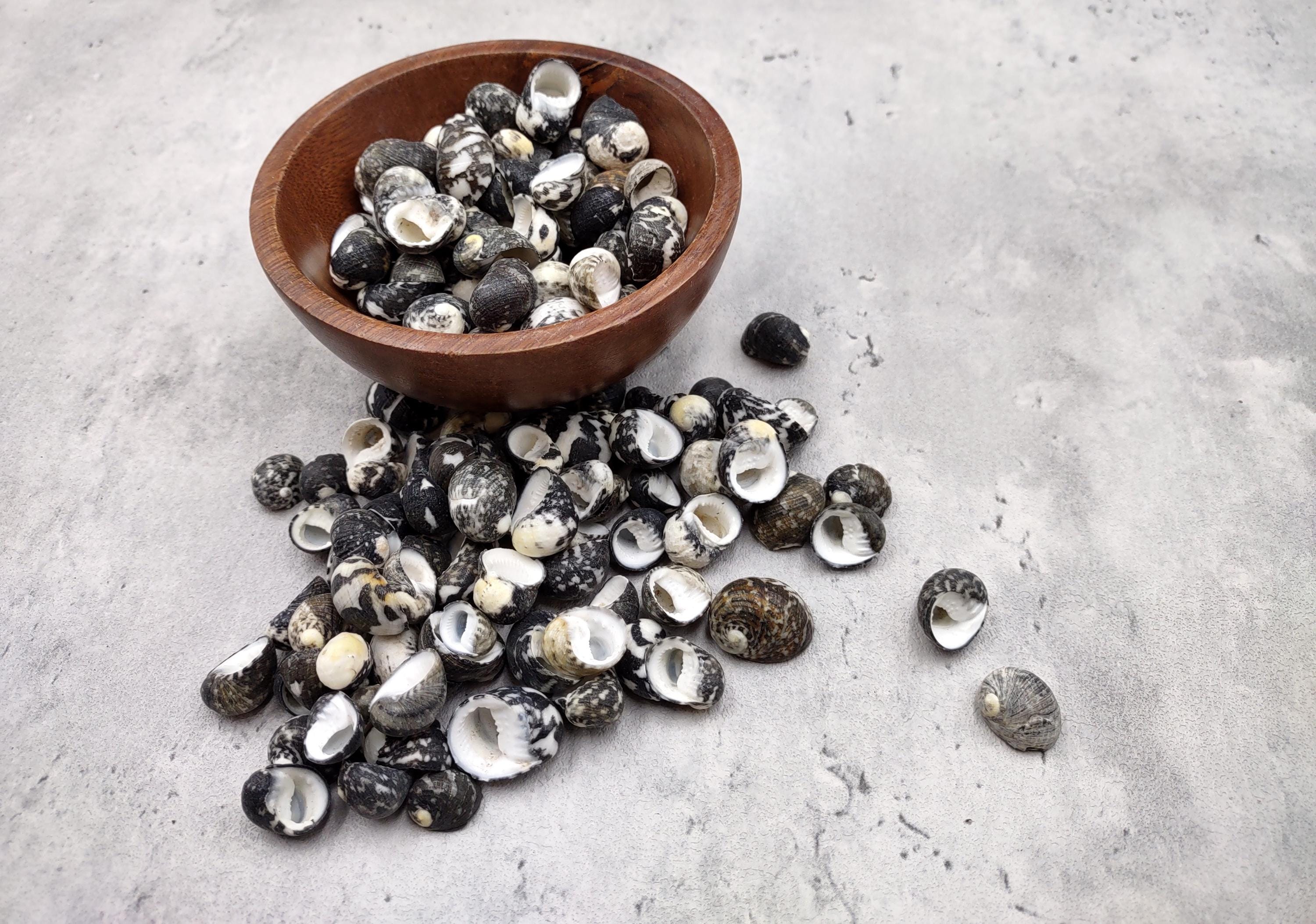 Black Moon Seashells Nerita Peloronta (approx. Half Cup +/-45