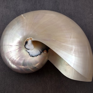 Pearlized Nautilus Seashell Polished Nautilus Pompilius (1 shell approx. 5+ inches) Great shells for coastal crafting decor & collections!
