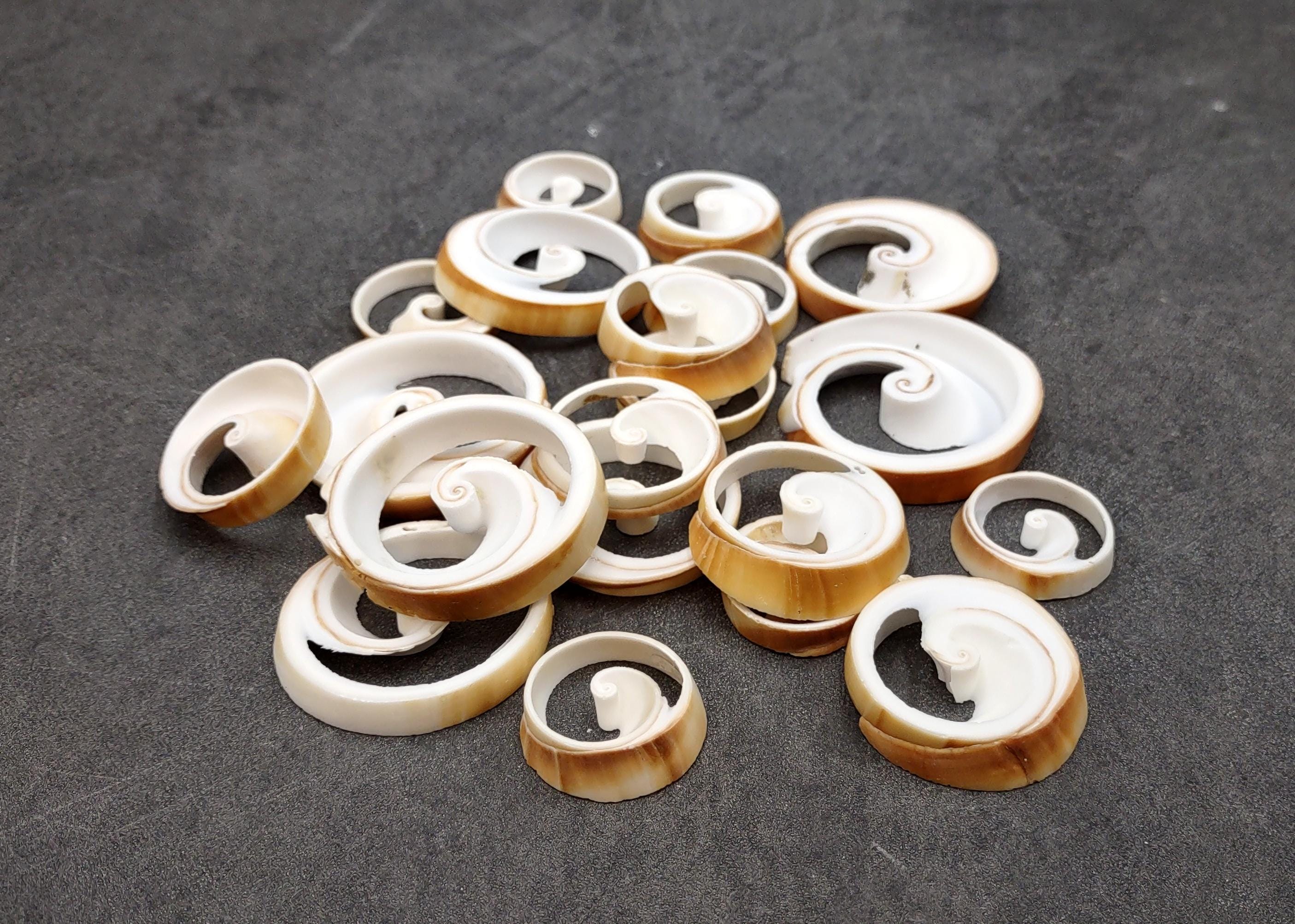Ring Cut Tibia Conch Seashells White Brown Sliced Tibia Curta (10 ...