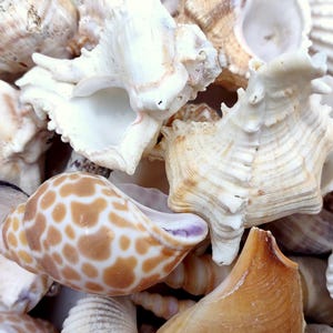 May include: A collection of various sea shells including a prominent smooth shell with brown spots on a cream background, alongside several textured, ridged, and spiky white and tan shells clustered together in a dense, overlapping arrangement.