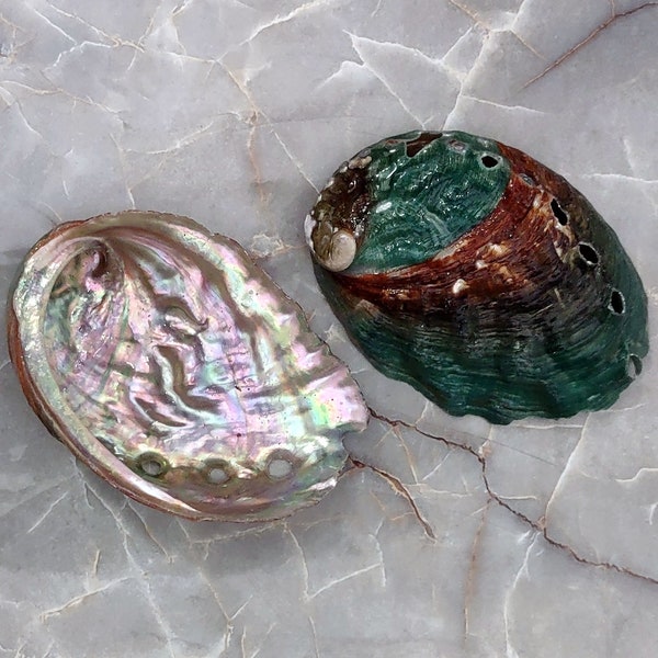 Northern Abalone Seashell AKA Pinto Abalone Haliotis Kamchatskana (1 shell approx. 2.5+ inches) Natural shell for art crafting & display!