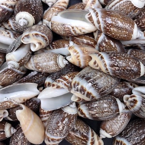May include: A collection of numerous olive shells, each featuring a smooth, elongated, and cylindrical shape. The shells display a mottled pattern of dark brown and tan spots against a lighter cream-colored background, with white apertures.