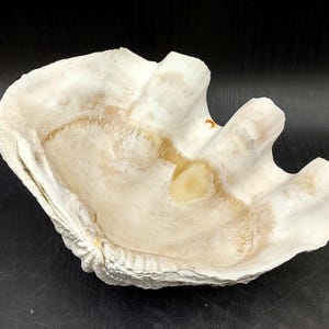 Giant Clam Seashell Half Tridacna Gigas (1 half shell approx. 11.5L x 4.25H x 8D inches) Rare Giant Clam half shell for decor & display!