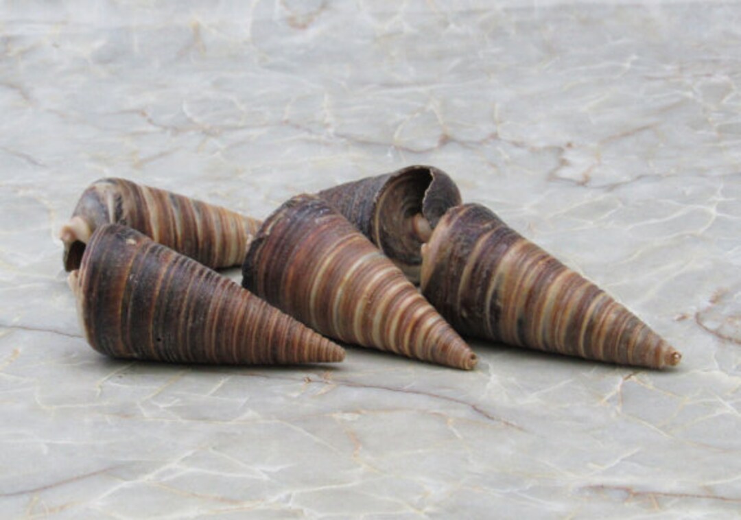 Telescope Snail Shell Telescopium Telescopium 5 Shells Etsy