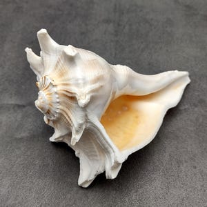 May include: A large, white conch shell with a spiral design and a creamy interior. The shell has a textured surface and is set against a gray background. The shell's opening reveals a warm, yellow-orange hue.