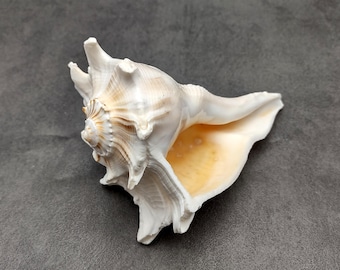 Left Handed Lightning Whelk Seashell Busycon Contrarium (1 shell approx. 6+ inches) Neat shells for coastal crafting decor & collections!