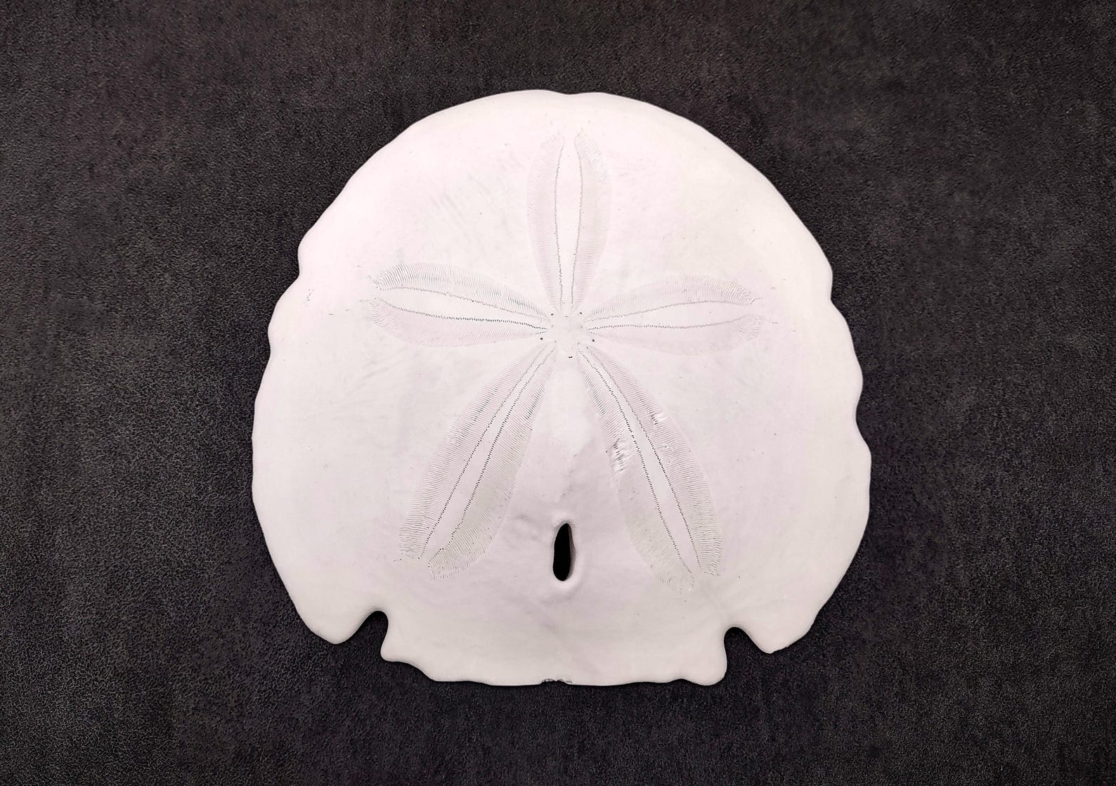 Arrowhead Sand Dollar Shell Extra Large Encope Michelini (1 Shell ...