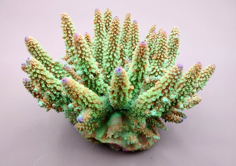 Lavender/Green FAUX Finger Staghorn Coral - Acropora Humilis - (1 FAUX Coral approx. 6x5x5 inches). Green dotted branched coral with a strong round base.Copyright 2024 SeaShellSupply.com.