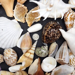 Volume Seashell Large Seashell Assorted Ocean Bulk Mix (approx. 1 Kilogram 1-3+ Inches ...