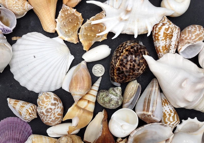 Large Seashell Assorted Ocean Bulk Mix (approx. 1 Kilogram 1-3+ Inches ...