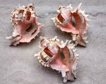 Multi Cut Pink Murex Seashells- Murex Erythrostomus - (3 Shells approx. 2.5-3 inches)
