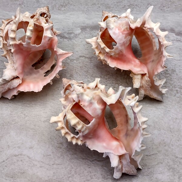 Multi Cut Pink Murex Seashells- Murex Erythrostomus - (3 Shells approx. 2.5-3 inches)
