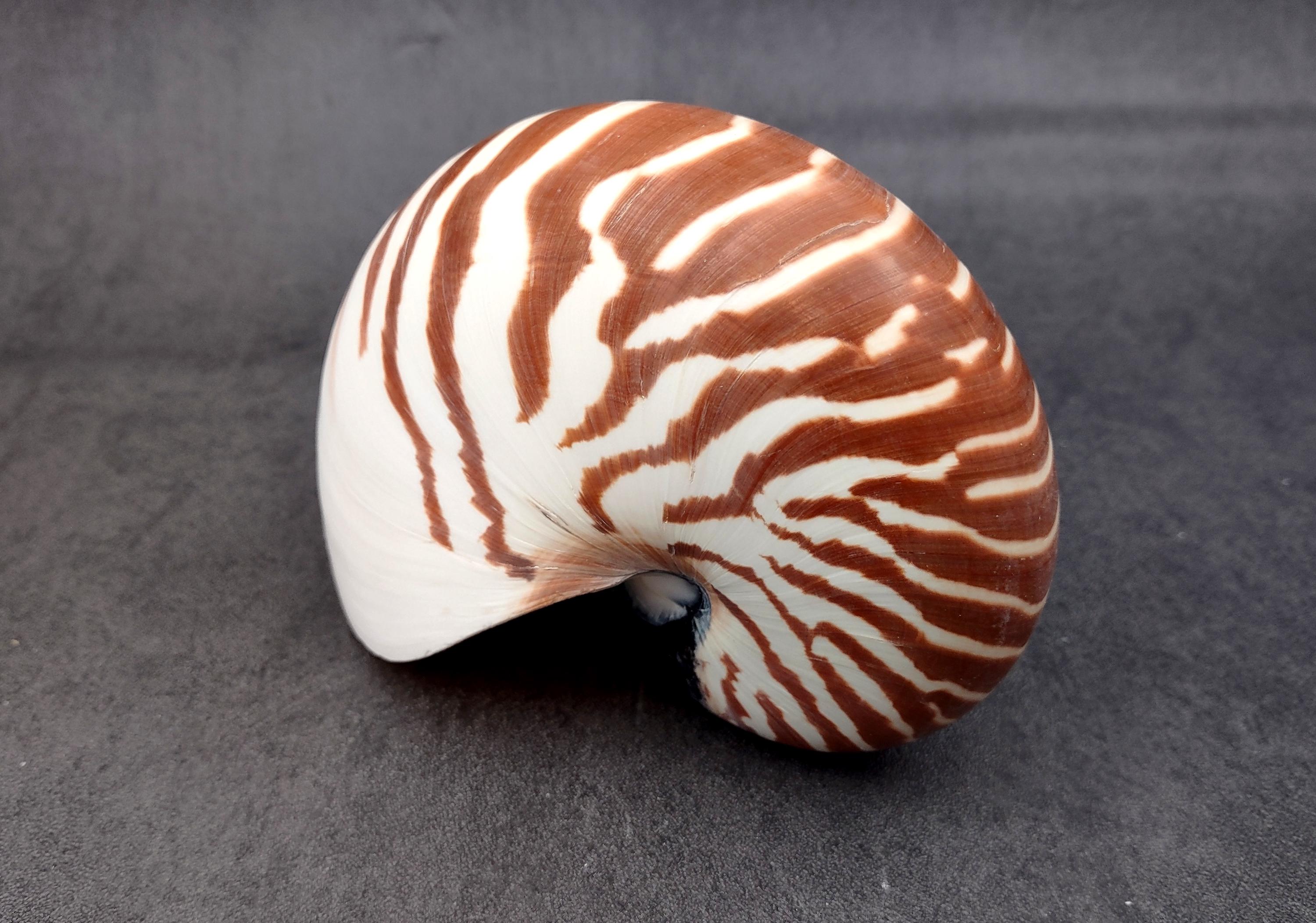 Tagitis Seashell Natural Nautilus Seashell Nautilus Pompilius (1 Shell Approx. 5+ Inches ...