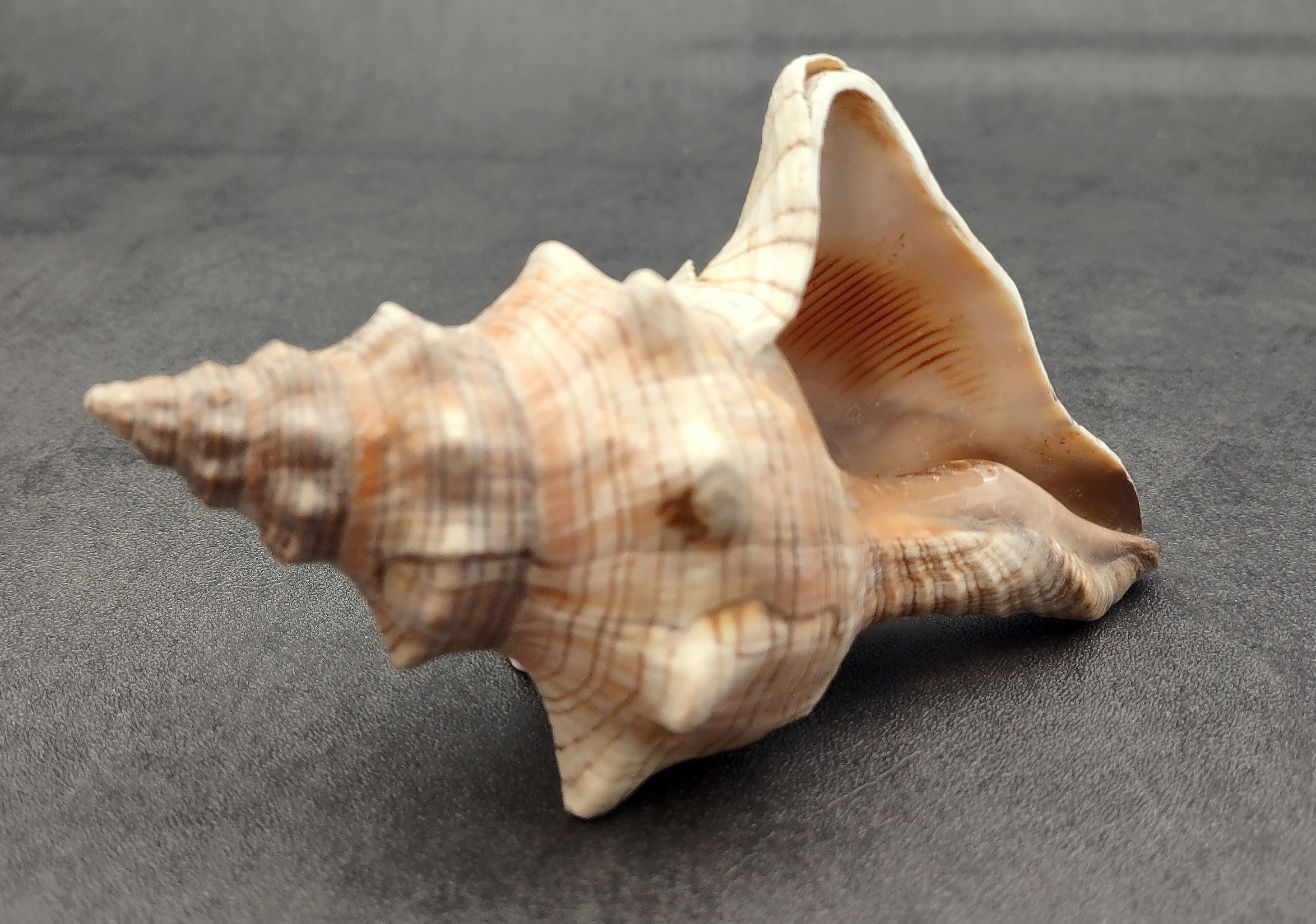 Large Fox Seashell Fasciolaria Trapezium (1 Shell Approx. 5+
