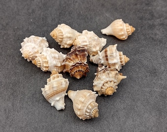 May include: A collection of various seashells, showcasing a range of sizes and textures. The shells display a palette of beige, brown, and cream hues, with intricate spiral patterns. The shells are arranged on a dark gray surface.