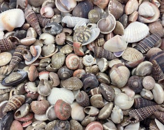 Tiny Seashell Assorted Ocean Mix for Crafts (approx. 1 Cup +/-750