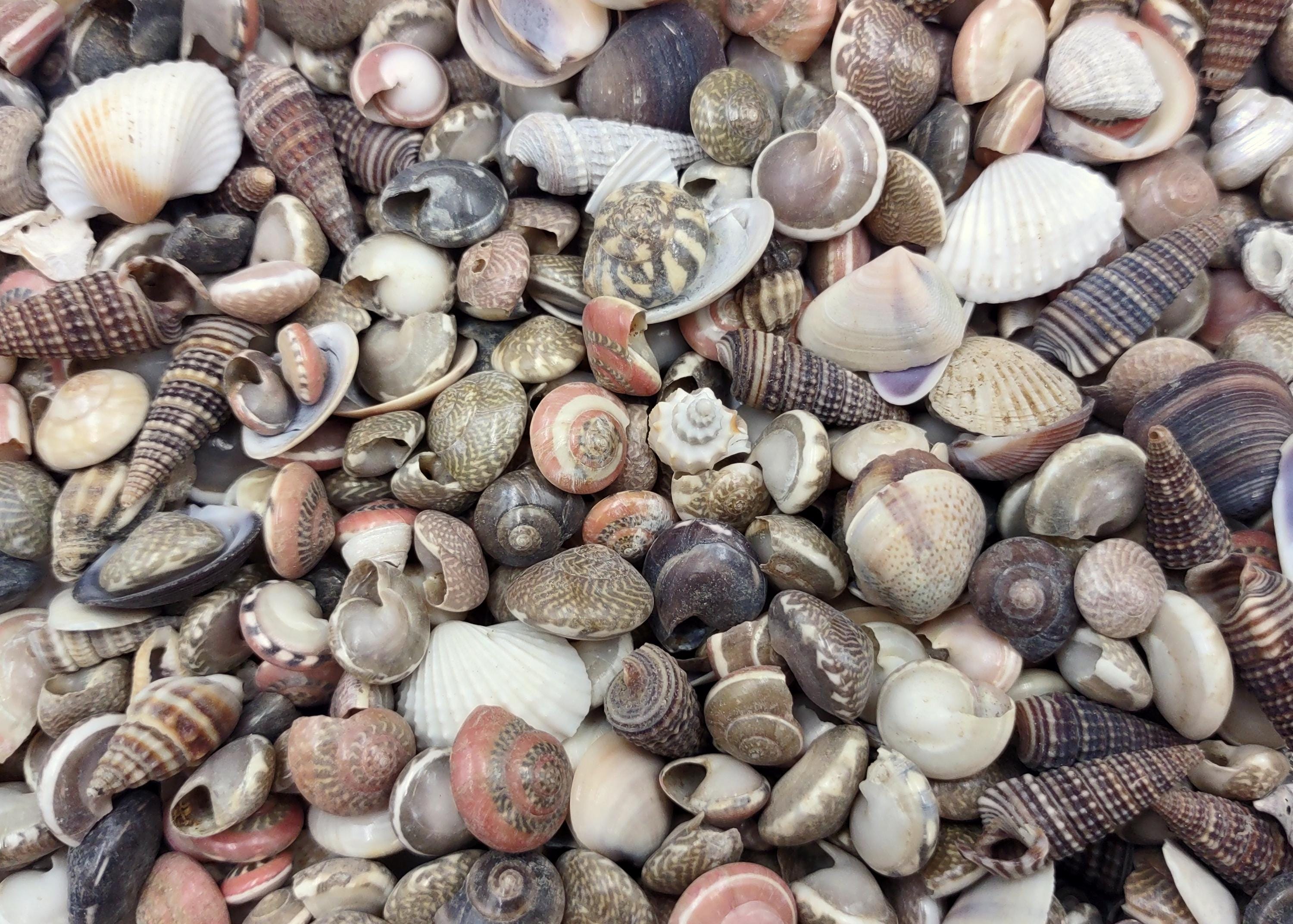 Tiny Seashell Assorted Ocean Mix for Crafts (approx. 1 Cup +/-750
