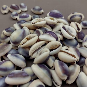 Purple Top Cowrie Seashells Cypraea Annulus (approx. Half Cup 45 ...
