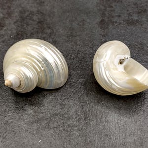 May include: Two pearlescent seashells with spiral and open forms. The shells have a natural, iridescent sheen with subtle blue and cream tones. The shells are displayed on a dark gray surface.