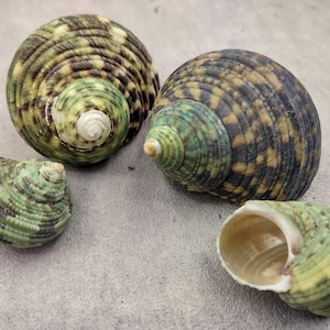 May include: Four sea shells with spiral patterns and varying sizes. The shells display a mix of green, brown, and tan colors. One shell is open, revealing the interior. The shells are on a light gray surface.