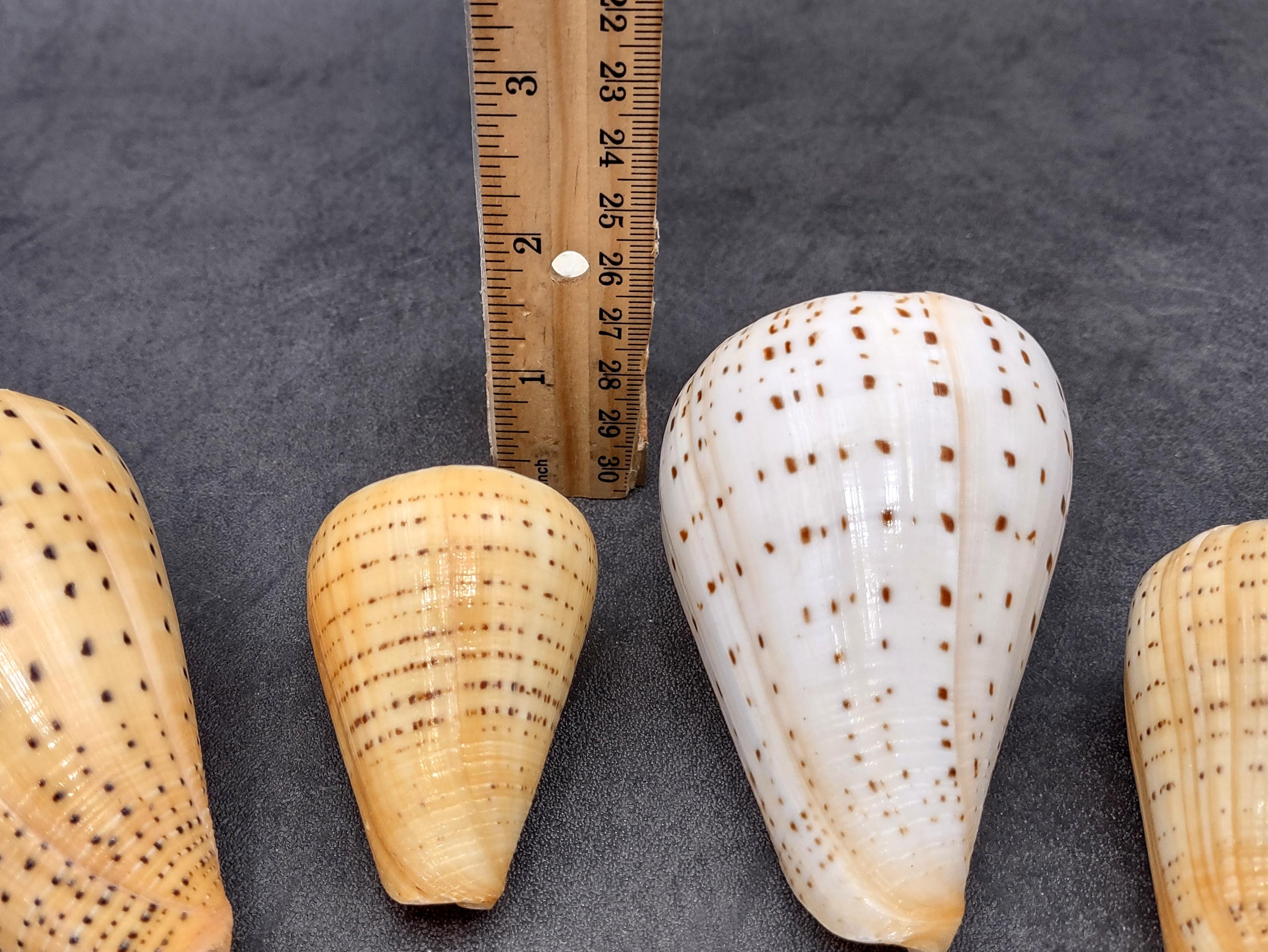 Beech Cone Seashell Conus Betulinus (1 Shell Approx. 2.75+ Inches) Cone ...