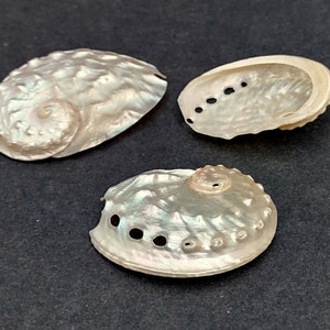 Pearled Oval Abalone - Haliotis Ovina - (3 shells 2.25-3.25 inch). Three white shiny shells with open holes along one edge. Copyright 2022 SeaShellSupply.com.