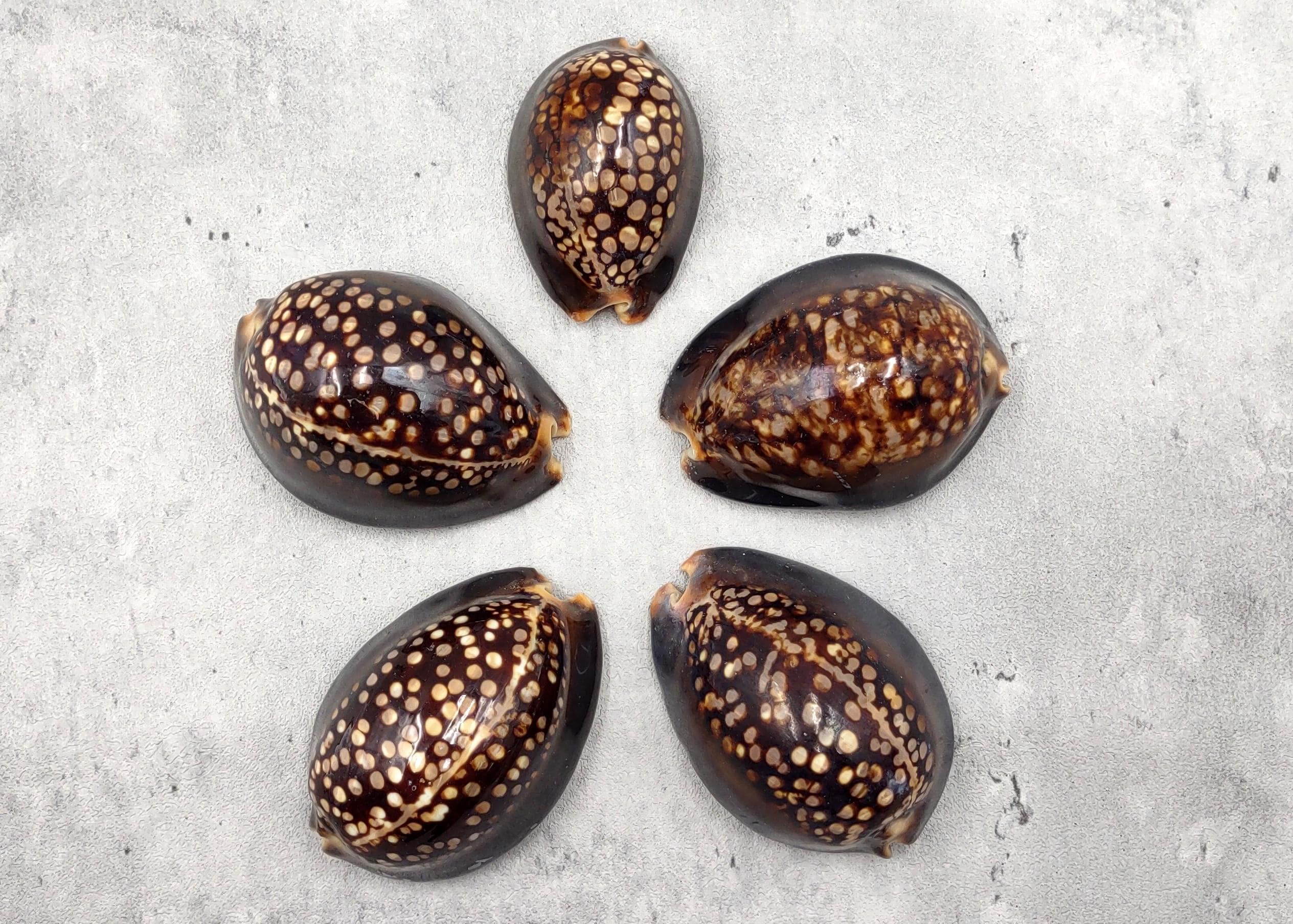 Humpback Cowrie Seashell Dark Brown Cypraea Mauritiana (1 Shell Approx ...