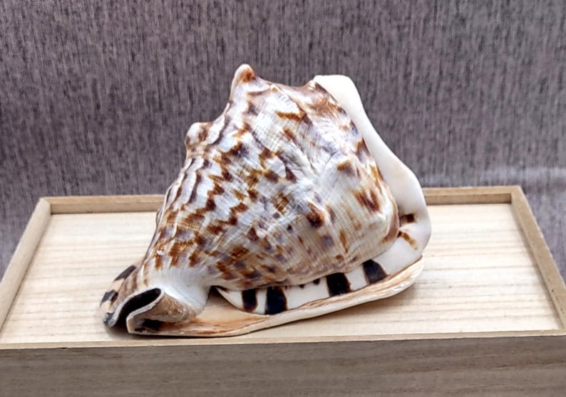 Dull Shell King Helmet Seashell Cassis Tuberosa (1 Shell Approx. 5+ Inches ...