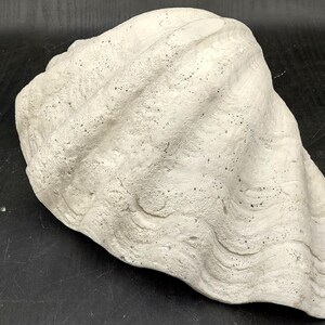 Giant Clam Shell Half (1 Half Shell Approx. 15.25L X 4.5H X 9.5D Inches ...
