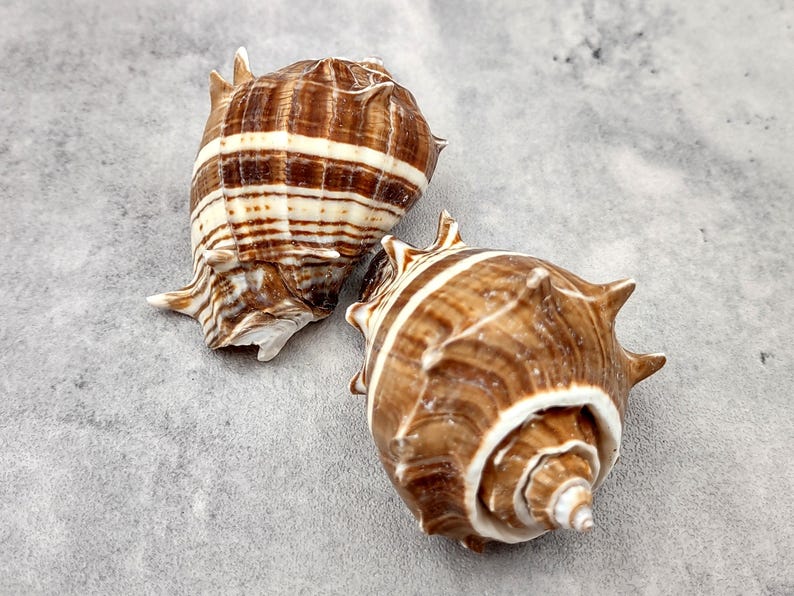 King Crown Conch Seashells Brown Striped Melongena Corona (2 Shells ...