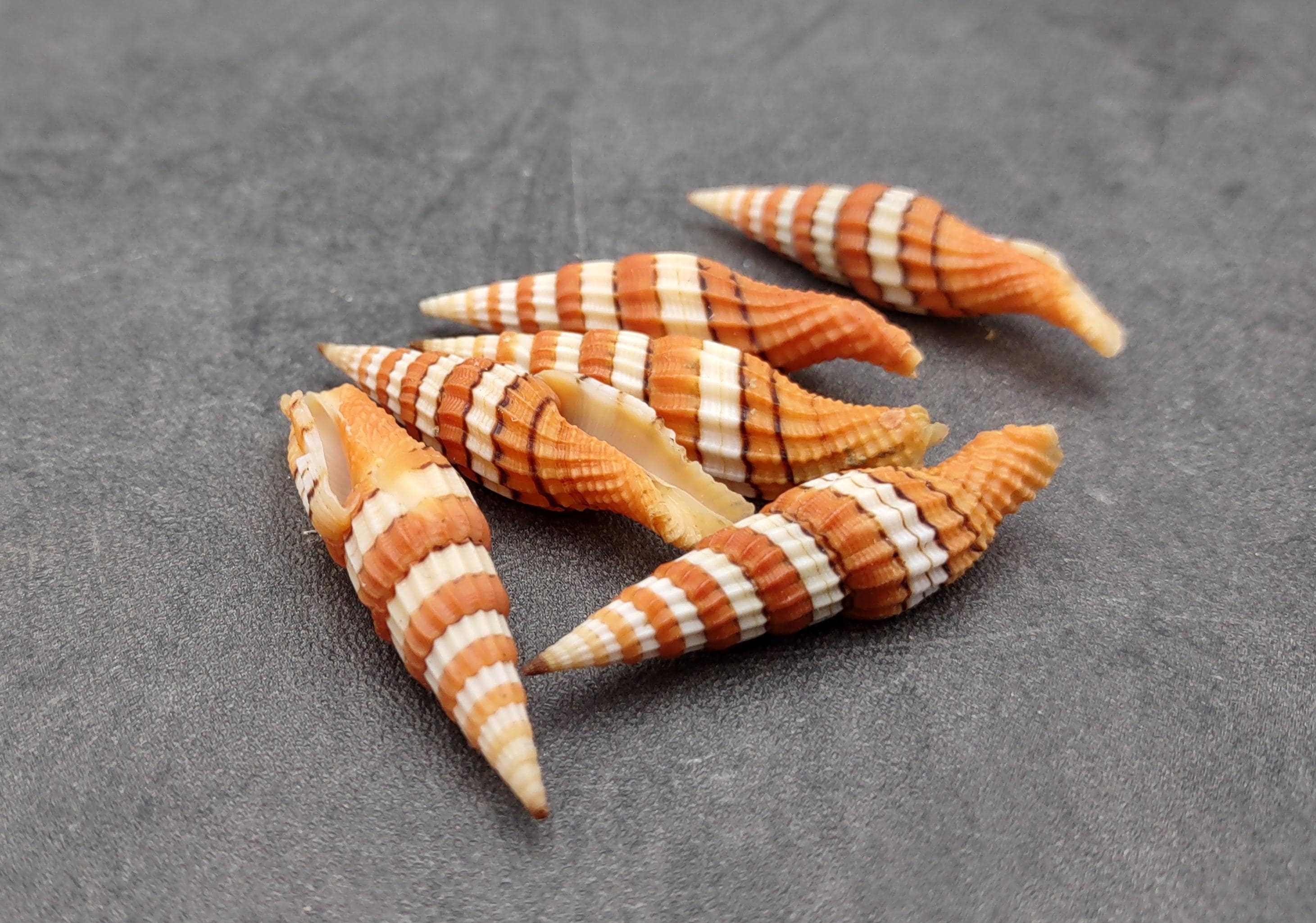 SHELL NAME MITOMEIN SET 5冊セット Queen Miter Seashell Mitra Compressum (1 Shell Approx. 1.75+