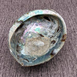 Paua Abalone Seashell Dish with Stand (1 shell dish approx. 5+ inches) Paua Abalone Shell Footed Dish for display trinkets & gifting!