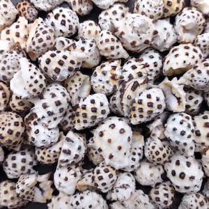 Prickly Pacific Drupa Seashells Drupa Ricinus (Approx. 25+ shells 0.5+ inches) Spotted Pacific Drupa Shells for coastal jewelry & crafts!