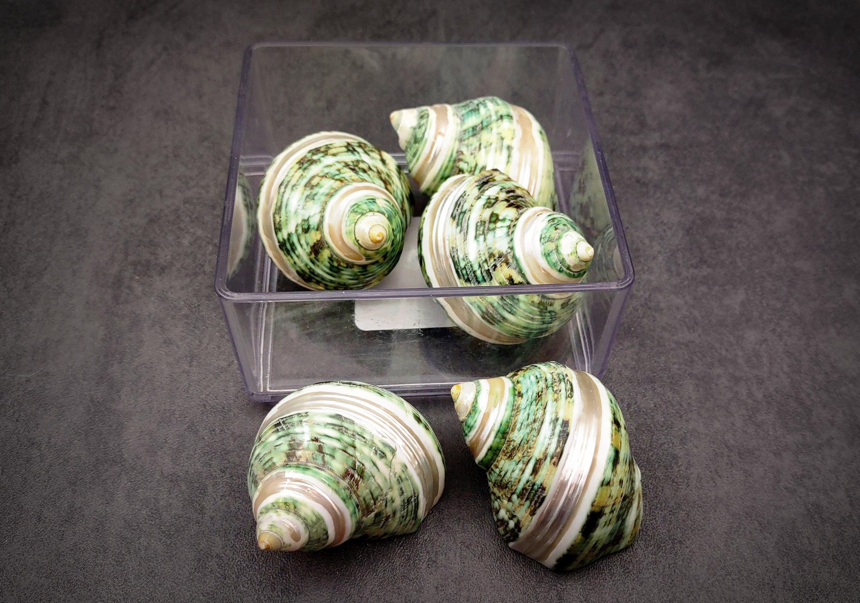 Striped Silver Shell Green Silver Mouth Turbo Seashells With Pearlized Stripe Turbo ...