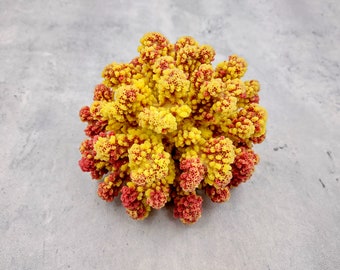 Yellow Rose FAUX Cluster Coral Pocillopora Elegans (1 FAKE Coral approx. 5Wx3Dx4T)